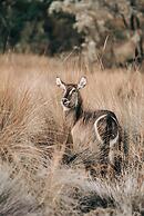 57 Waterberg Lodge