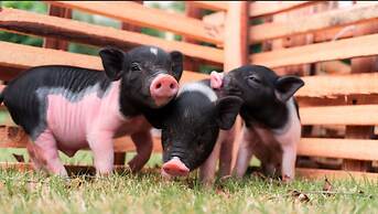 Crowne Plaza Hailing Island by IHG