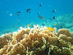 Adi Assri Beach Resort & Spa