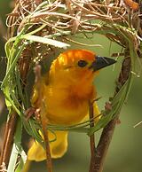 Turtle Bay Beach Club