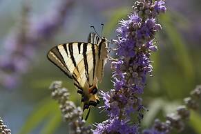 Kalypso Studios & Apartments