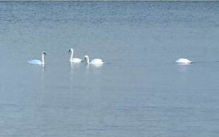 Bridge View Motel & Condo's