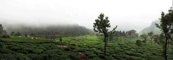 Wild Elephant Eco-Friendly Resort