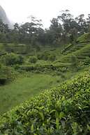 Wild Elephant Eco-Friendly Resort