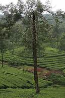 Wild Elephant Eco-Friendly Resort