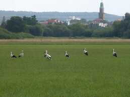 Gäste- und Boardinghaus Klara Birnbaum