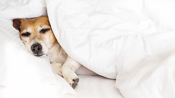 Belmont Inn and Suites