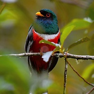 Bellavista Cloud Forest Reserve & Lodge