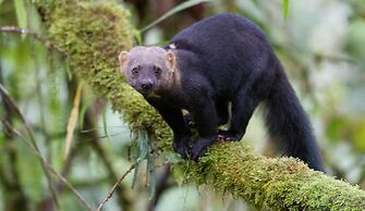 Bellavista Cloud Forest Reserve & Lodge