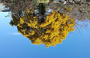 Lilybrook Rangiora Motel