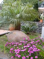 Il Ciliegio dell'Etna