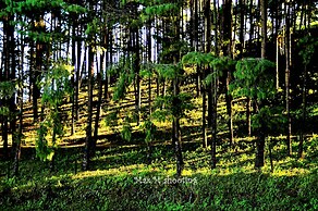 Peaceful Cottage & Cafe du Mont