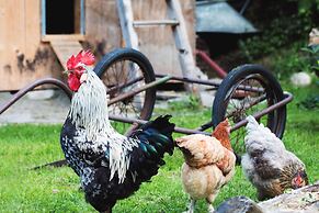 Apart Central – Premium Mountain & Garden