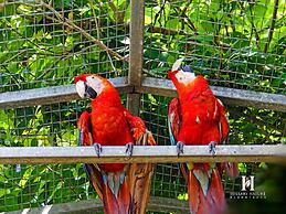 Hillary Nature Resort Spa