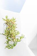 Agave Santorini Design Boutique Hotel