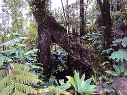 Volcano Rainforest Lodge