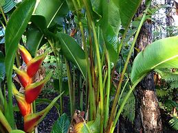 Volcano Rainforest Lodge