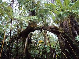 Volcano Rainforest Lodge