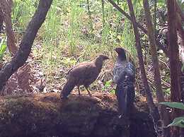 Volcano Rainforest Lodge