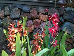 Volcano Rainforest Lodge