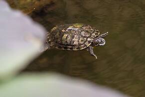 Prana Resort Nandana