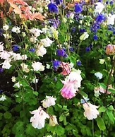 Charming 3-bed Cottage Moira - Hillsborough