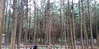 Nyungu Yamawe Forest Park