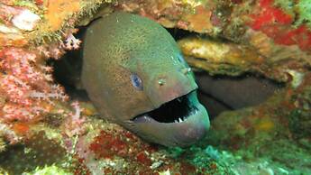 Swiss Chalet Garden Pool Resort