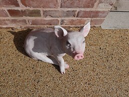 The Piggery
