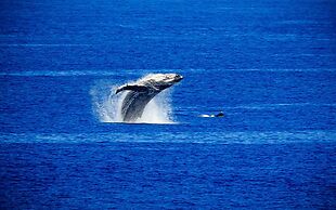 Kapalua Bay Villa 35b3 Gold Ocean Front