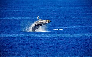 Kapalua Ridge Villa 1523 Gold Ocean View