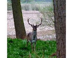 Hollicarrs - Woodland Lodge