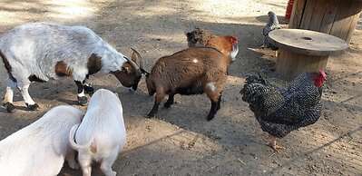 Vakantiepark De Bosrand