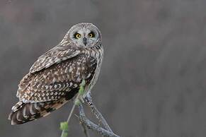 Luney Dunes Penthouse