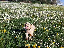 Tuscan Hills Near Florence - Stone Farm House