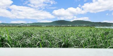 Bears Stay Kumejima Ifu Beach
