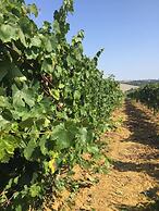 Casa Girasole Agriturismo Le Selvole Tuscany