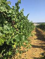 Casa Uva Agriturismo Le Selvole - Tuscany