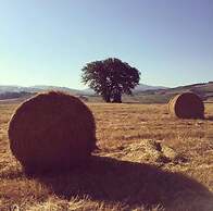 Casa Uva Agriturismo Le Selvole - Tuscany