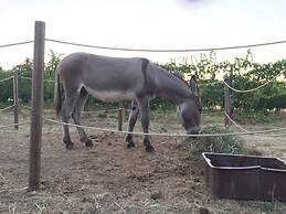 Casa Uva Agriturismo Le Selvole - Tuscany