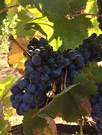 Casa Spiga Agriturismo Le Selvole - Tuscany