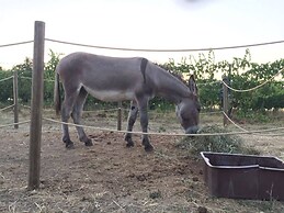 Casa Olivo Agriturismo Le Selvole - Tuscany
