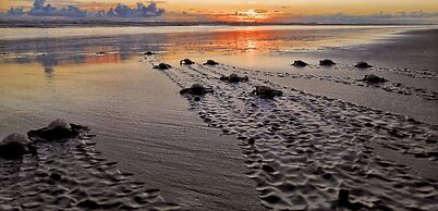 Penthouse Jaco Beach - 3Room