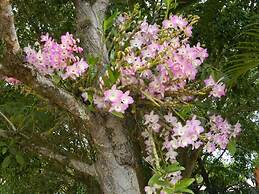 Hotel Fazenda Ararita