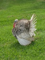 Hotel Fazenda Ararita