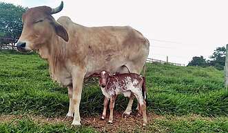Hotel Fazenda Ararita