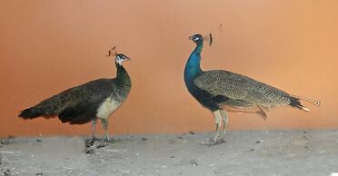 Hotel Fazenda Ararita