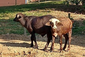 Hotel Fazenda Ararita