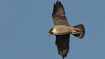 Karah Retreats - Symonds Yat