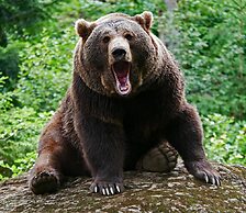 Euler Neuschönau Naturhotel